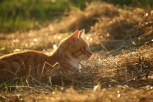 4 cose essenziali che non devono mai mancare al gatto