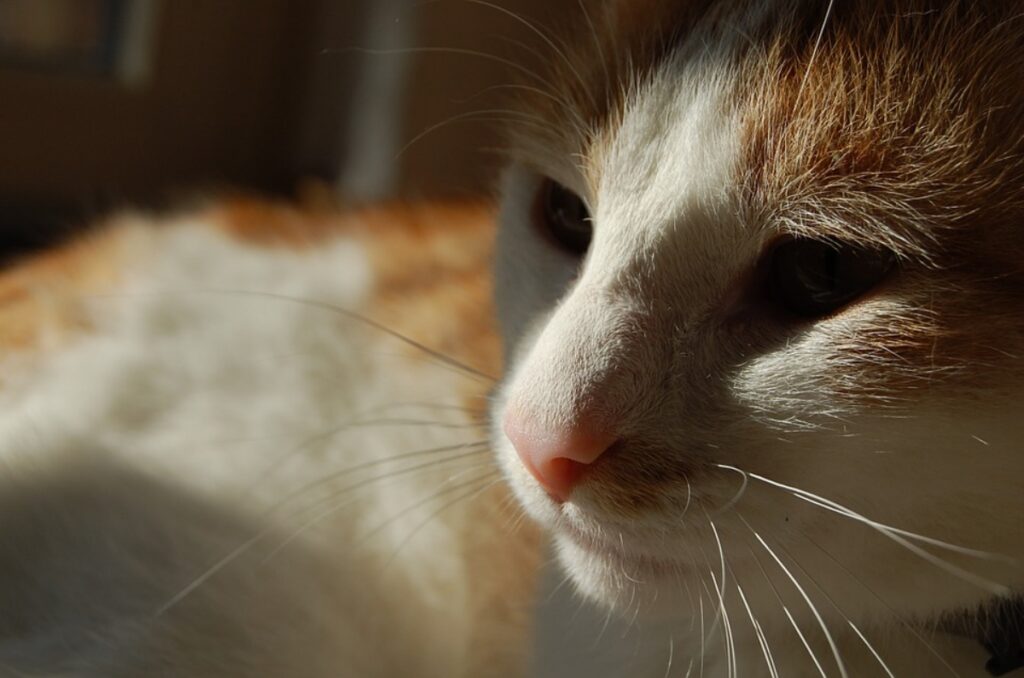 felino bianco arancione