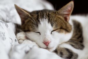 4 fatti riguardo il sonno dei gatti che ti stupiranno