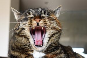 4 sorprendenti fatti sui denti dei gatti che non sapevi