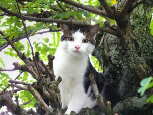 4 modi per aiutare il gatto bloccato sull’albero a scendere