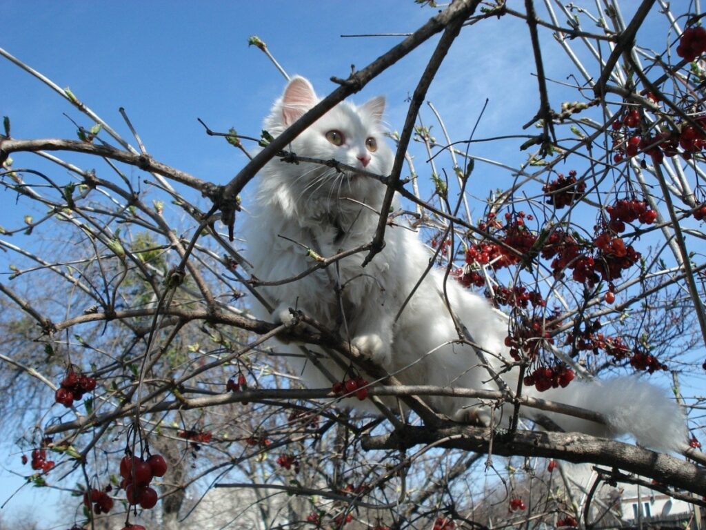 micio foglie tenero