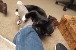 4 modi per evitare che il gatto ti morda i piedi