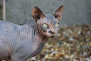 4 modi per mantenere caldo un gatto Sphynx