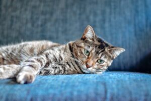 4 modi per rallegrare un gatto triste