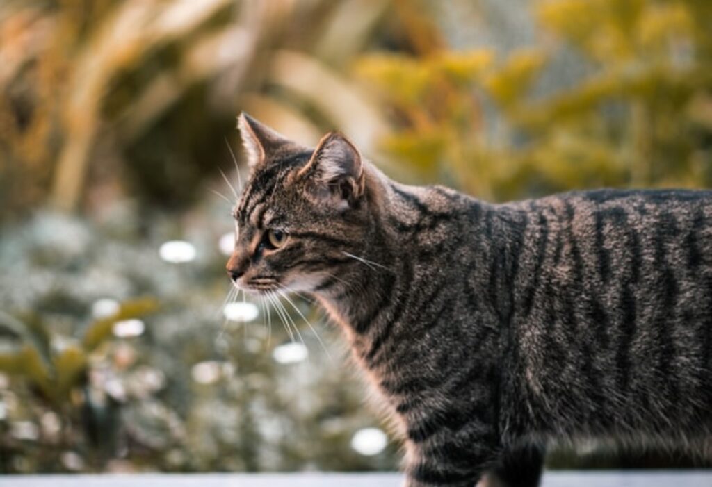 gatto soriano fuori