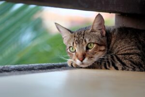 4 nostri comportamenti che i gatti odiano di più