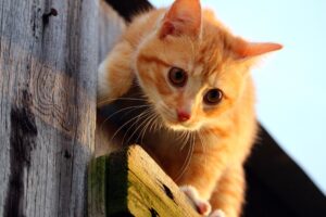 3 preziosi consigli per aiutarti a superare la paura dei gatti