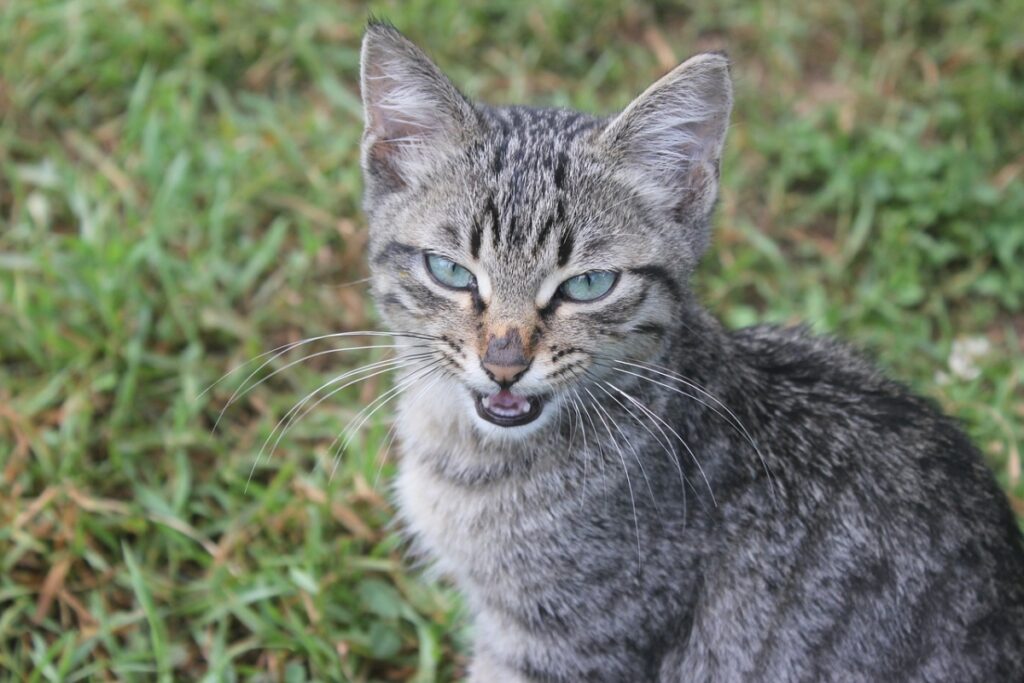 felino tigrato miagola