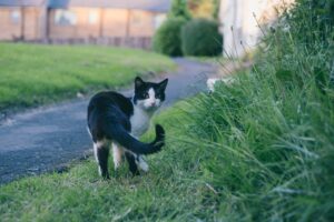 4 ragioni per cui i gatti inseguono la loro coda