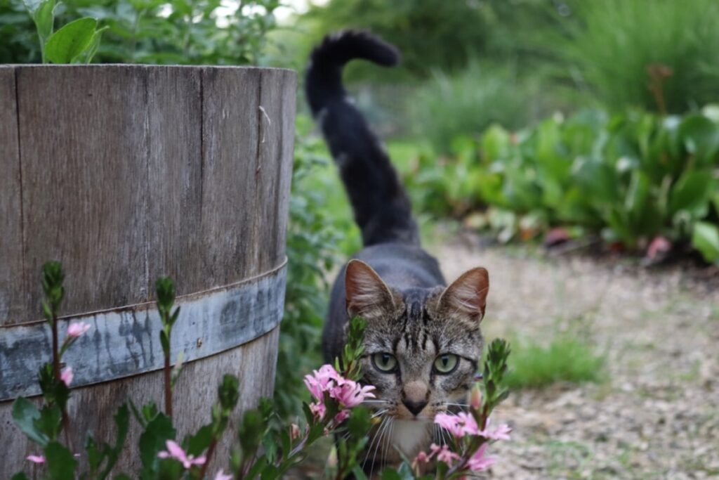 felino botte legno