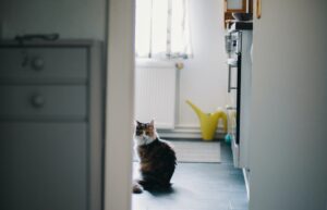 4 ragioni per cui il gatto ama stare nel bagno