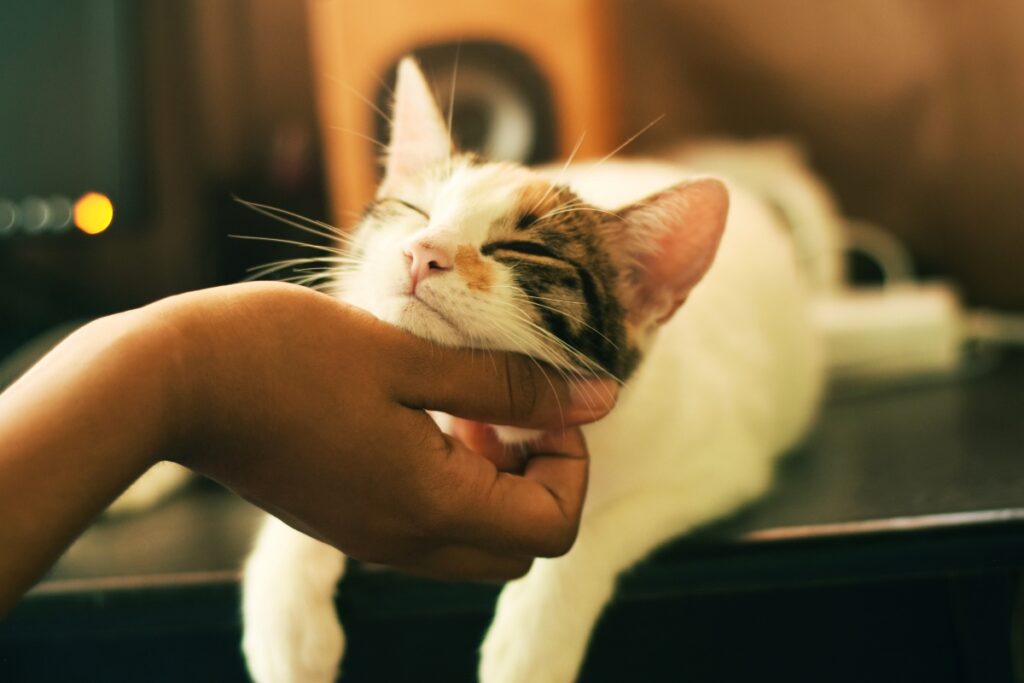 gatto coccole mano