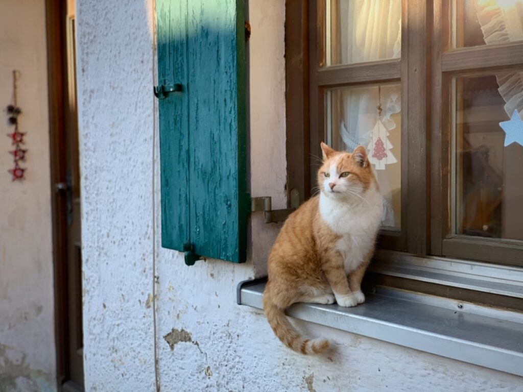 felino finestra vetro