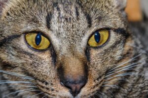 4 curiosità sul cervello dei gatti che ti stupiranno