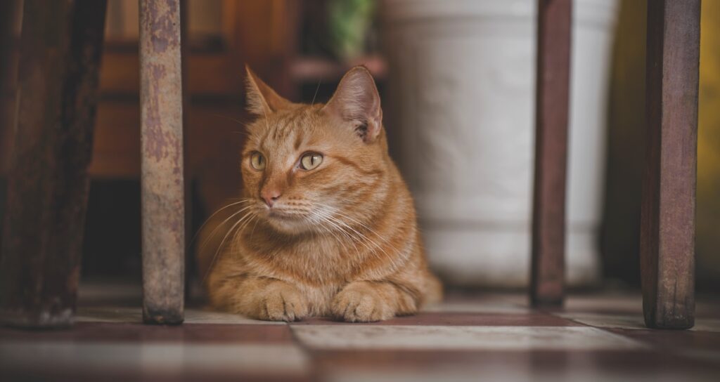 felino arancione guarda