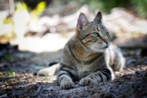 4 tipi di personalità dei gatti tutte da scoprire