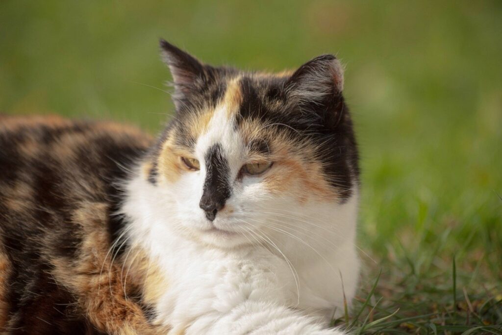 micio calico colori