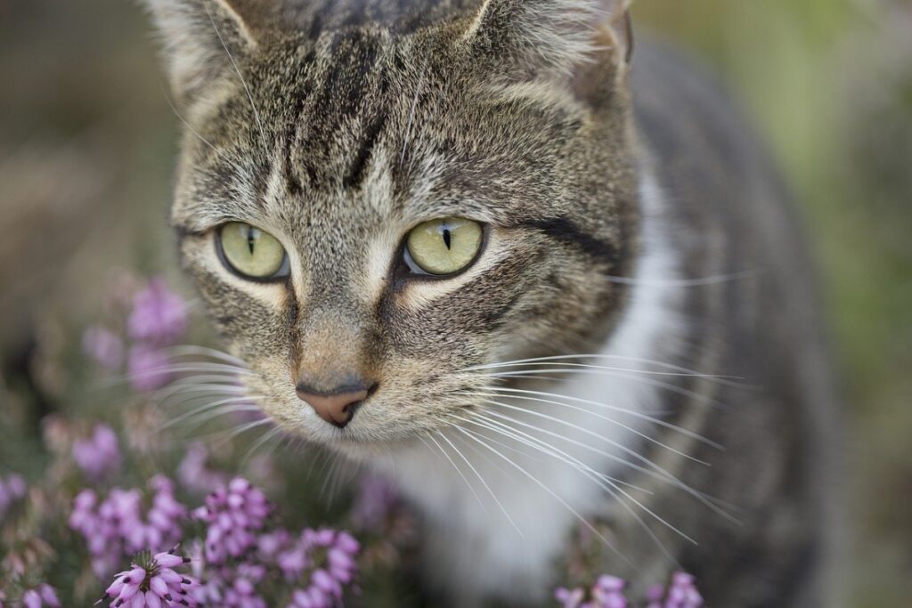 felino occhi stupendo