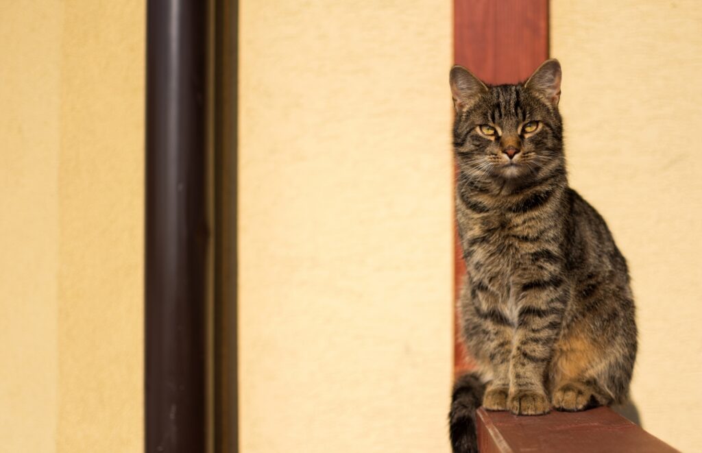 gatto seduto casa