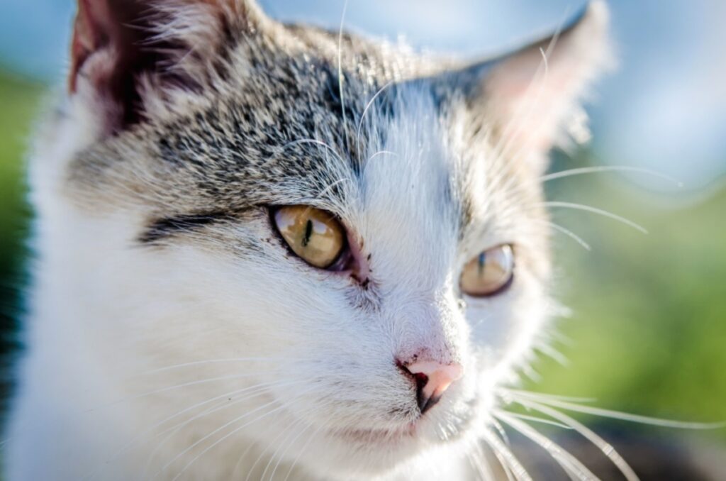 micio occhi bellissimo