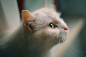 5 cose che non devi mai fare al gatto