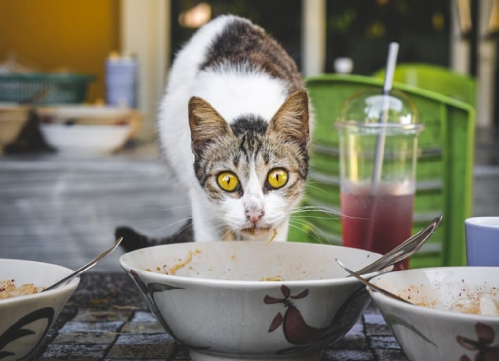 felino mangia piatto