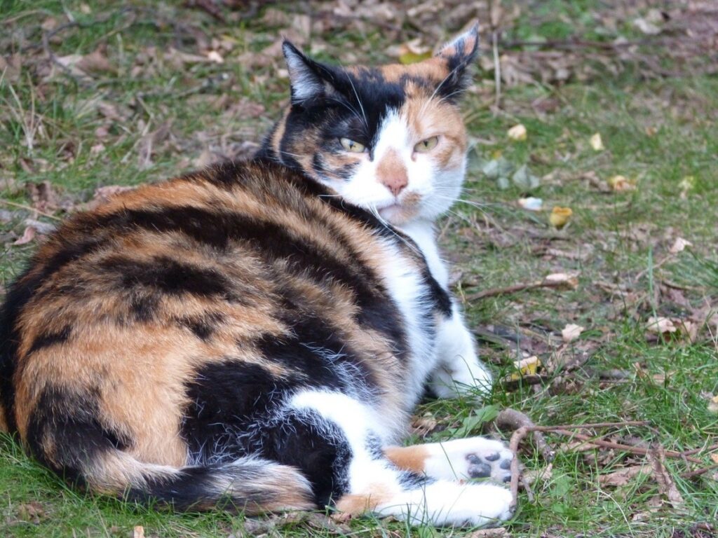 micio calico dolce