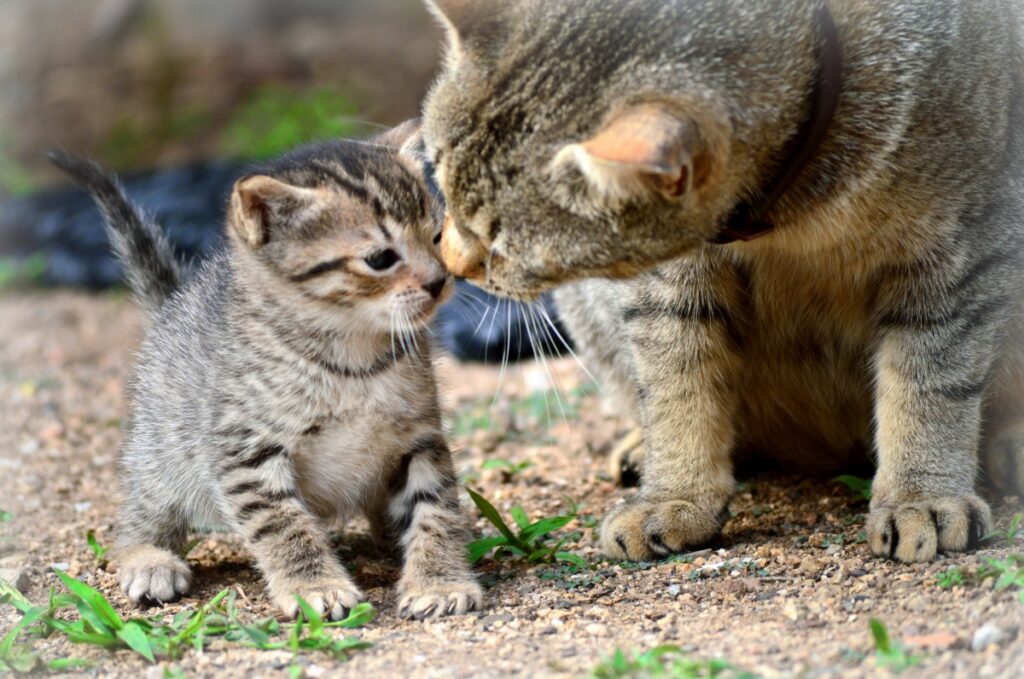 felina mamma piccolo