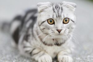 5 modi per calmare il gatto durante i fuochi d’artificio