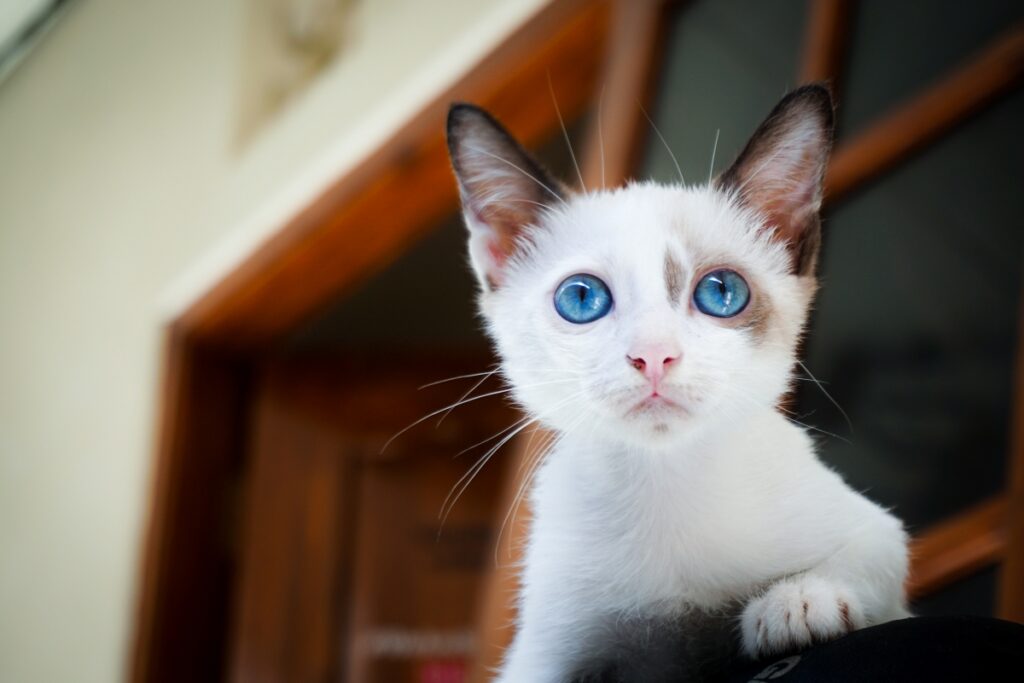 micio occhi azzurri