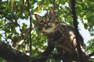 5 modi per mantenere fresco il gatto all’aperto in estate