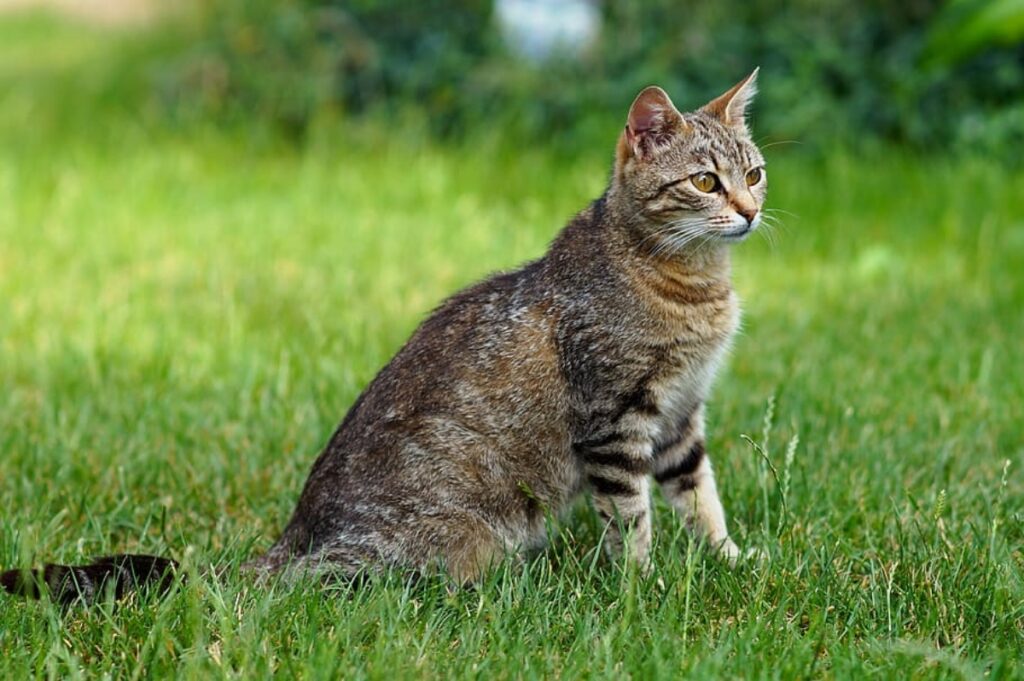 gatto erba natura