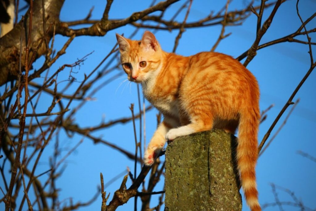 gatto arancione albero