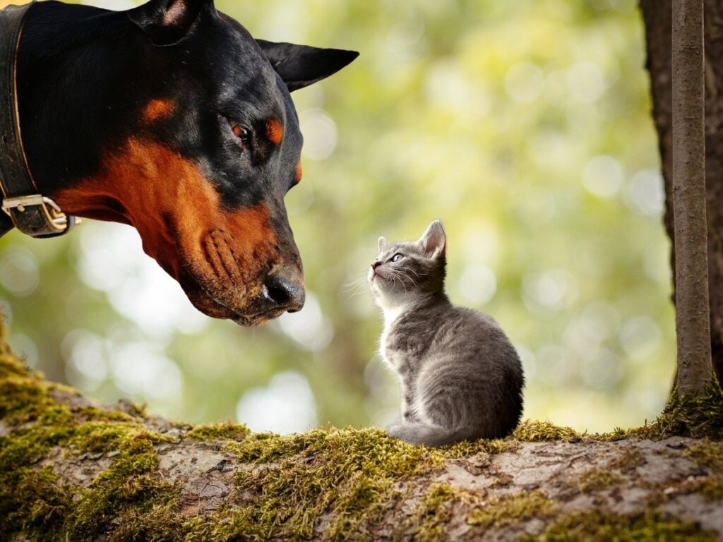 dobermann guarda gatto