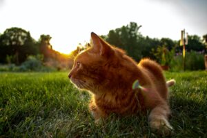 5 motivi per cui il gatto non dovrebbe stare fuori