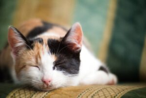 5 posizioni in cui il gatto dorme e il loro significato