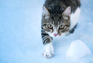 5 ragioni per cui il gatto butta il cibo e l’acqua fuori dalla ciotola