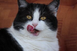 5 curiosità sulla lingua dei gatti che ti stupiranno