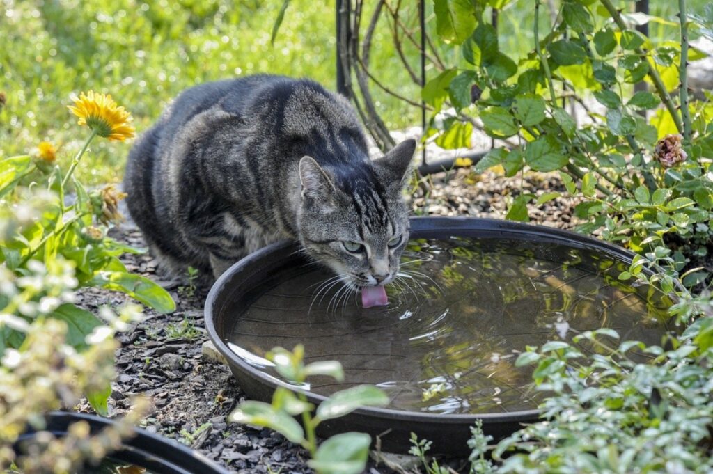 felino beve acqua