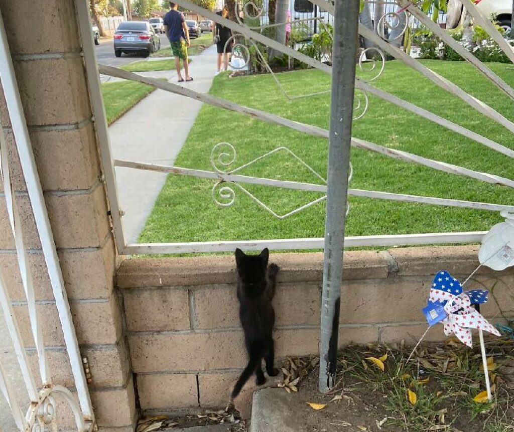 gattino nero appoggiato ringhiera