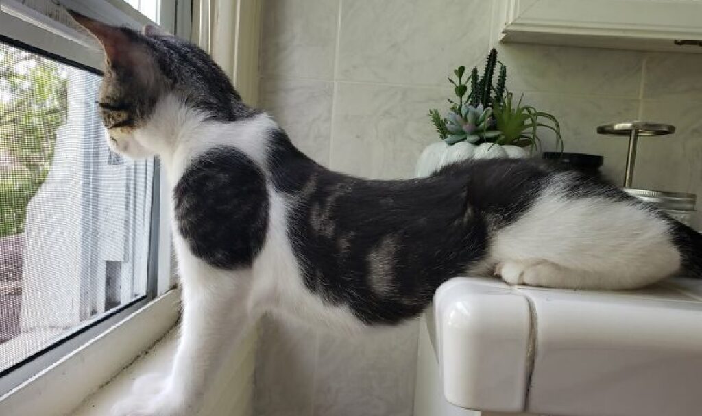 gatto fa stretching mentre guarda fuori finestra