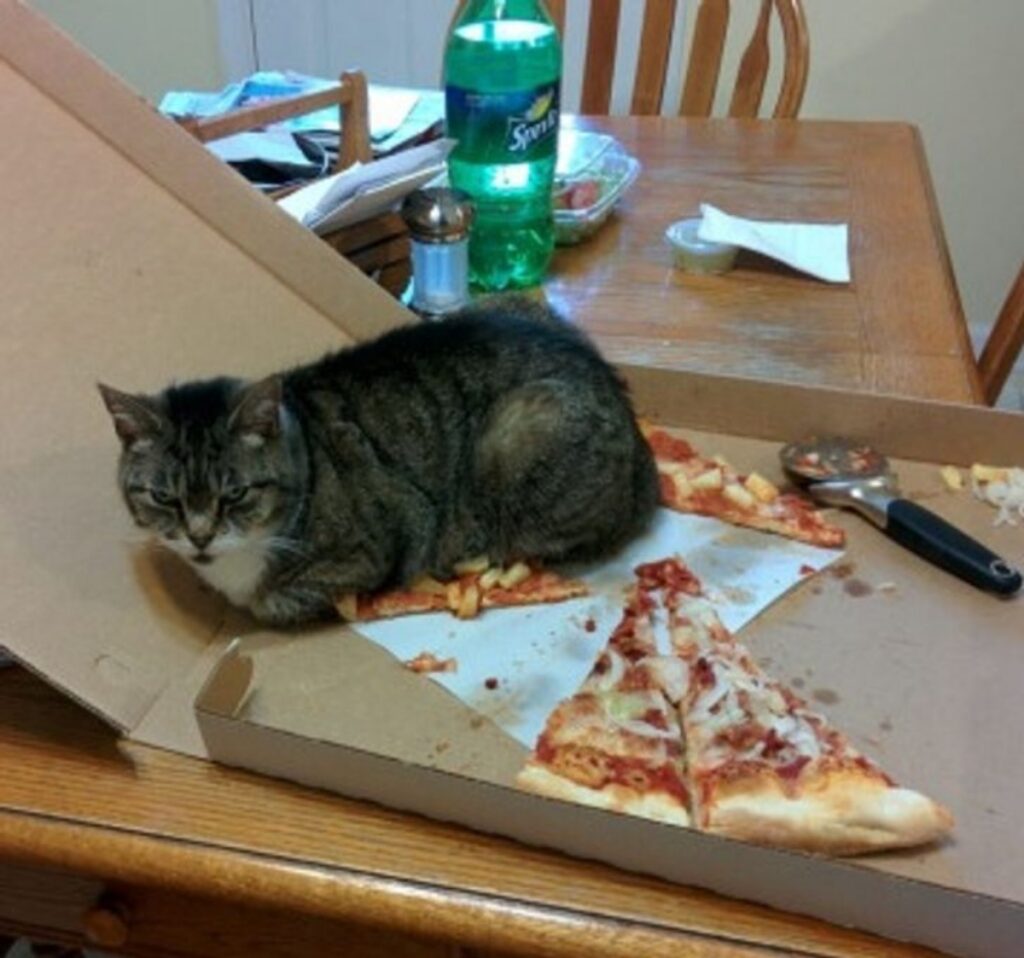 felino pezzi pizza