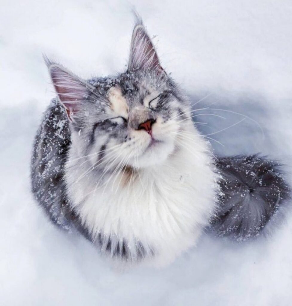 felino neve passione