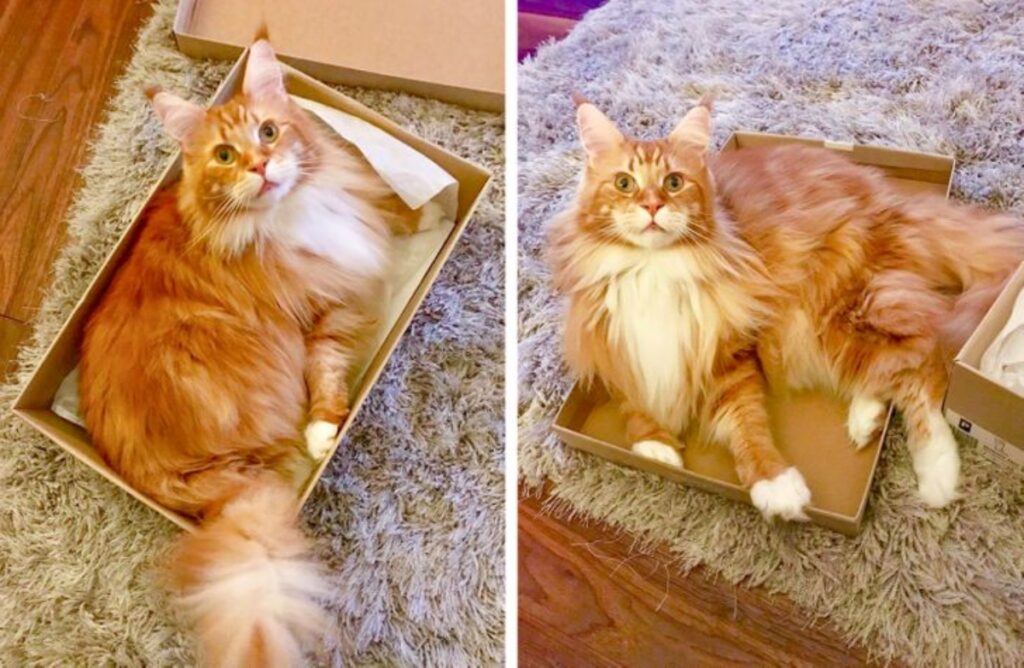 gatto arancione scatola