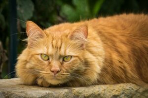 8 foto che dimostrano perché i gatti Maine Coon sono così famosi