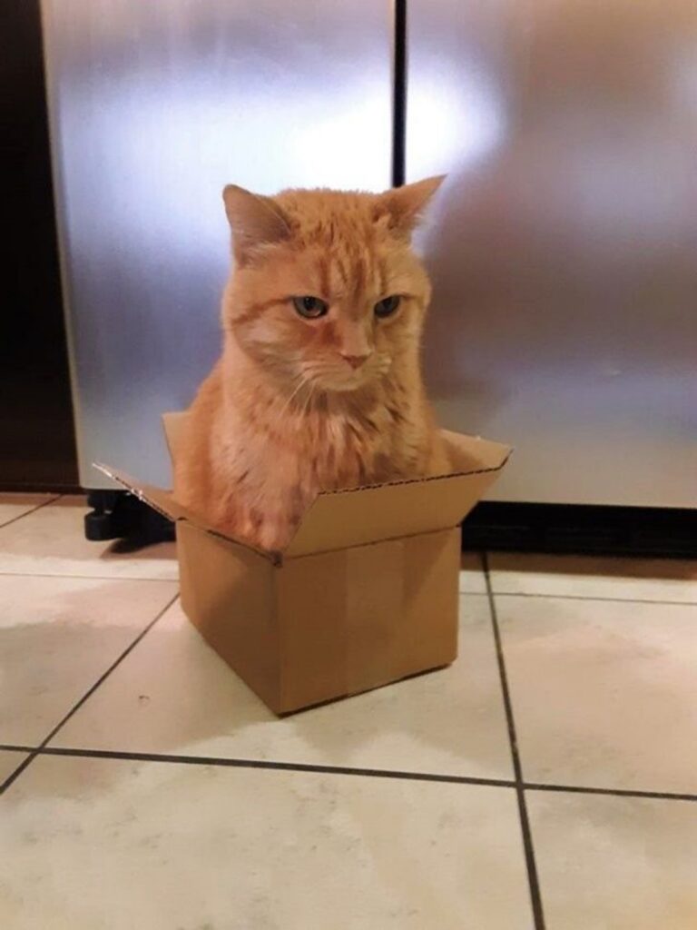 gattino scatola dolce