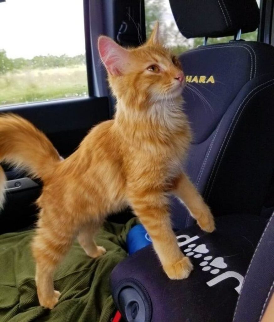 gatto sedili auto