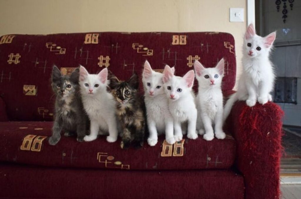 gattini sul divano