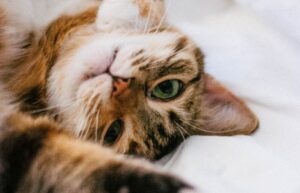 8 foto che ti dimostreranno che i gatti sono tutt’altro che freddi